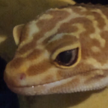 head of amelanistic common leopard gecko