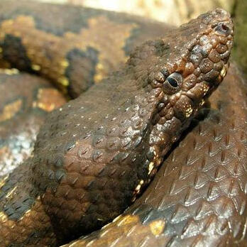 head of coiled pacific ground boa