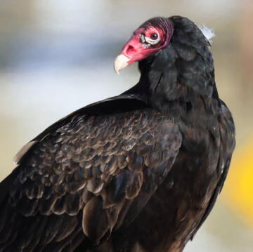turkey vulture